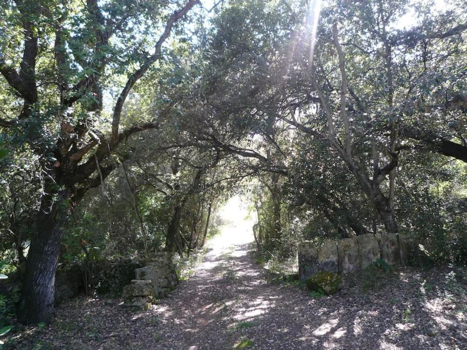 Finca Salzinar Inca (Mallorca)